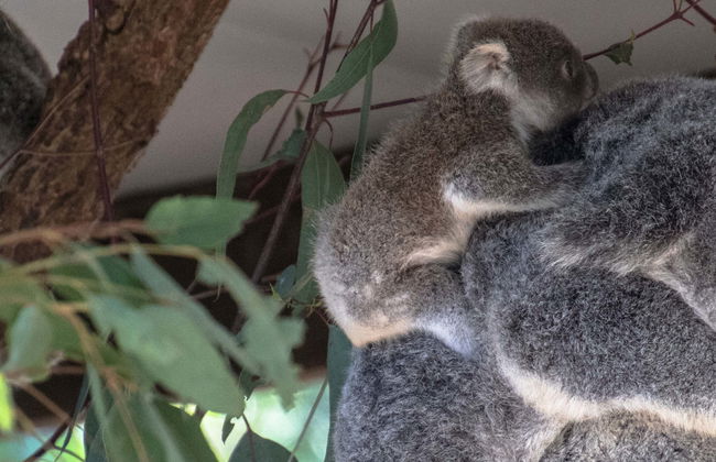 Passeio de barco + Santuário de coalas - Foto 1