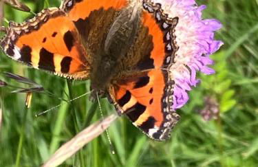 Ferienwohnung Aussicht, Monheimer Alb, Altmühltal - Foto 9