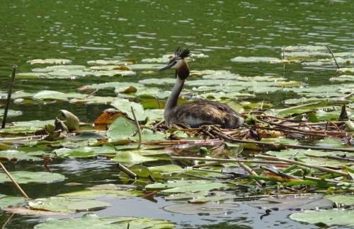 Holiday Home Fh Molkenberg by Interhome - Foto 25