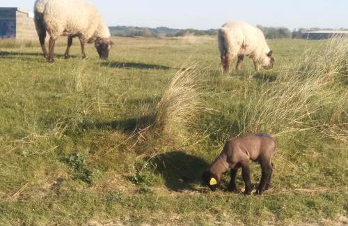 Maison de La Beslière meublé de tourisme 2 étoiles - Foto 64