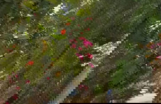 La bougain Villa - Photo 30