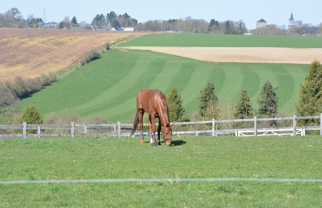 Charming Farmhouse in Ouffet for 7 - Foto 34