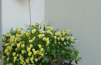 Büsingen am Hochrhein Radfahren, Wandern, Natur geniessen - Foto 6