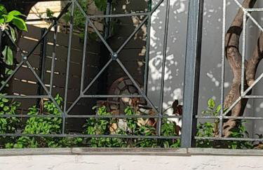 ΠΗΛΙΟ- ΤΟ ΕΞΟΧΙΚΟ ΤΗΣ ΑΝΝΑΣ- ΑΦΗΣΣΟΣ - Photo 48