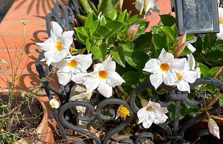 Le Magnolie Paliano appartamento 120 mq - Foto 78