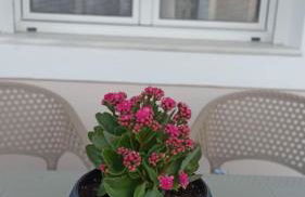 Mastiha Luxury Suites - Foto 32