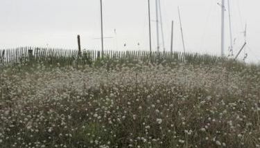A Carolles, maison idéale pour des vacances Nature - Foto 5
