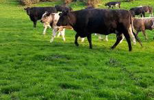 Westmorland 32 caravan - Foto 21