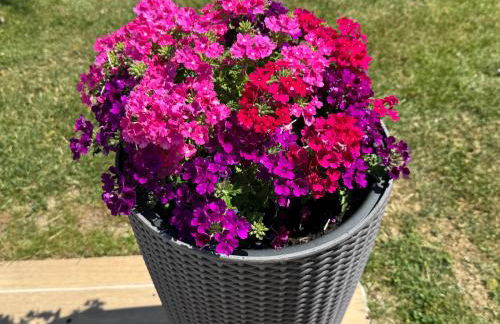 L’ÉCURIE - Foto 6