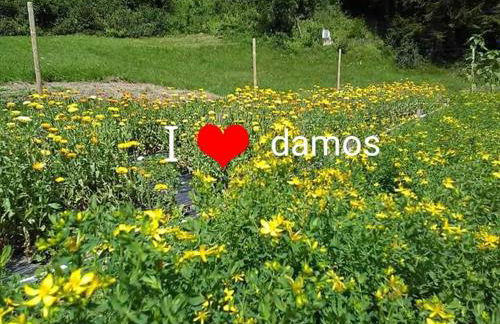 AGRITURISMO BORGO DAMOS - Foto 8