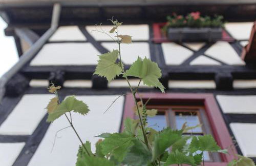 Ferienwohnung Gaby - im Weingut Doll - Foto 26