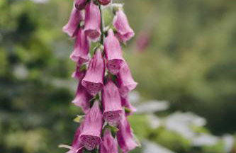 Hochburger 21 - Photo 10