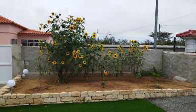 Moradia Girassol Porto Santo - Foto 4, Garden, Garden view