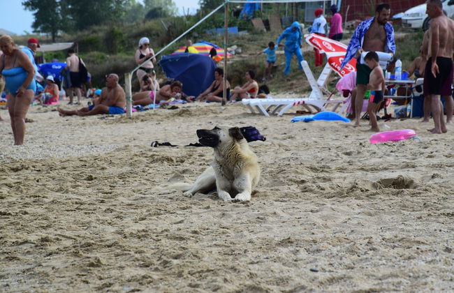 Aydin Apart Pansiyon - Photo 14