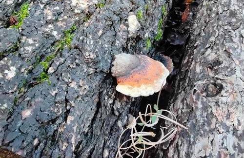 Hochwald Balkon - Foto 41