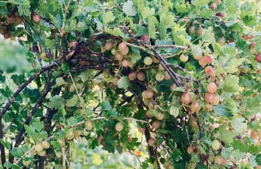 Urlaubsidylle Friedrichswalde - Foto 37