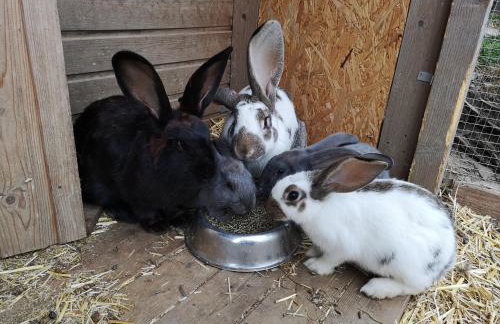 Bio Ferienbauernhof Voß - Foto 73