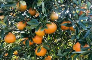 Beach Cottage - Foto 28