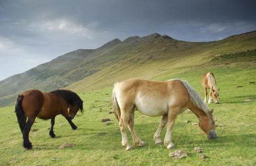 IKUILU Ochagavia-Selva de Irati - Foto 41