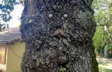 I Tre Lecci - Photo 47