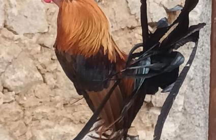 Gite 3 chambres, 2 à 10 pers et jardin clôturé - Foto 33