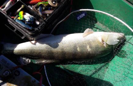 Blanki Siedlisko agroturystyczne Jestem - Foto 18