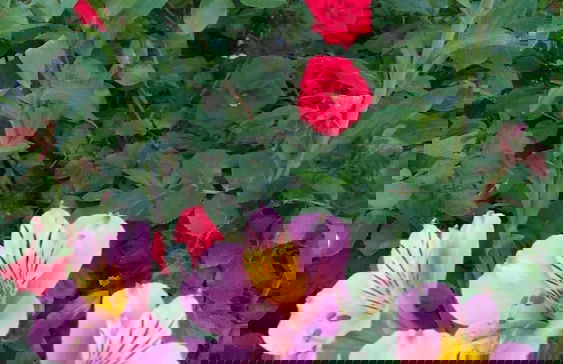 VISITAR BIOUCAS I - Casa Inteira Familiar e Grupo de Amigos - Foto 44