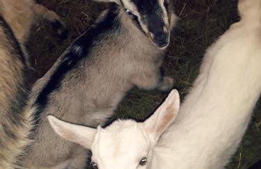 Stara Szkoła - Foto 26