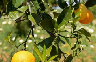 Agroturismo Sa Pletassa - Foto 6