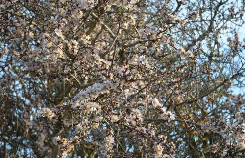 Xenonas Anopolis 2 - Foto 9