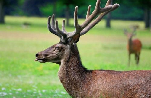 GRENOBLE SUD VARCES Suite privatisée au pied des Montagnes - Foto 45