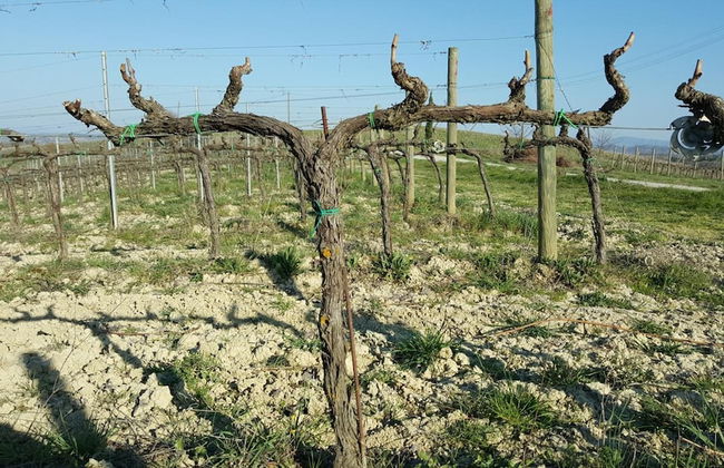 Agriturismo Podere Casa al Vento - Photo 52