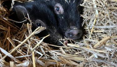 Ferienwohnung „Am Gnaucks Hutberg“ - Foto 5