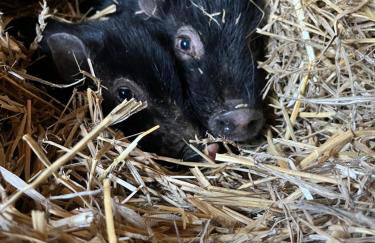Ferienwohnung „Am Gnaucks Hutberg“ - Foto 5