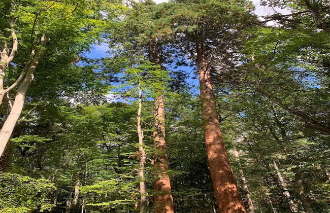 Chalet in Wendorf - Foto 19