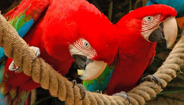 Una pareja de guacamayos en el Jungle Park