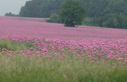 Ferienwohnungen Gabriele Waldenburg - Foto 54