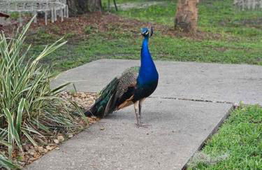 Nature Coast Getaway #1 - Cozy 2 Bedroom - Foto 4