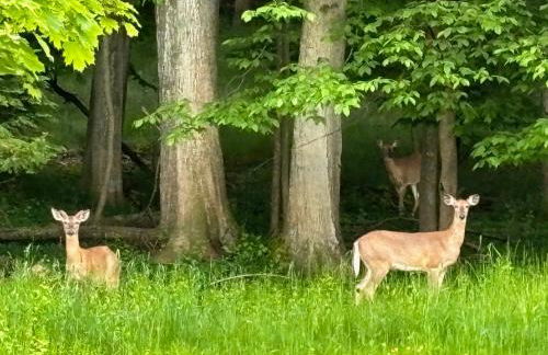 Latitude Adjustment II - Simply Gorgeous! - Foto 13