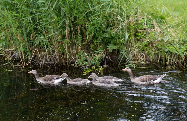 Plau Lagoons - Photo 80