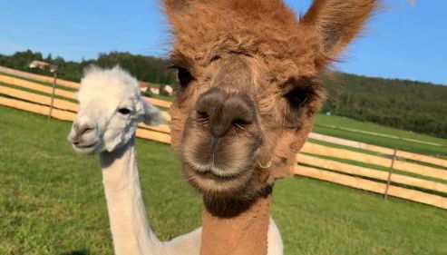 Ferienhaus Zillendorf - Foto 2