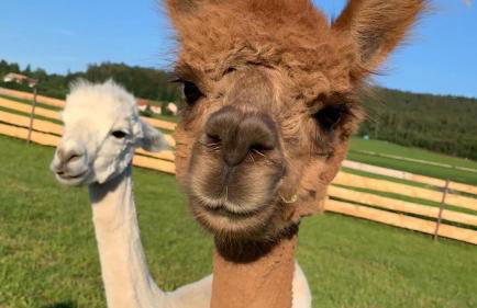 Ferienhaus Zillendorf - Foto 2