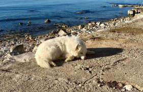 Vila Bianca - Foto 24