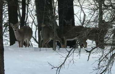 3 Acre Lake Paradise Swimming Pool & Jacuzzi HotTub! - Foto 50