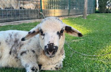 Agriturismo - La Campagna di San Francesco - Foto 15