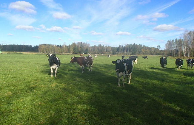 Maatilamatkailu Peräkangas - Photo 15