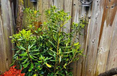 Cocon entre presqu'île du Cap Ferret et plages océanes - terrasse - 1 vélo gratuit - Foto 62