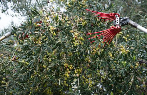 AGRITURISMO SCALELLE - Foto 152