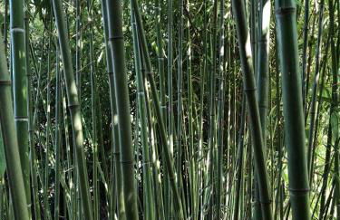 Villa Elena Tuscany - Pool & Garden Arezzo - IHH - Foto 10