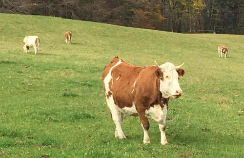 Apartment Ape Maja - Foto 45